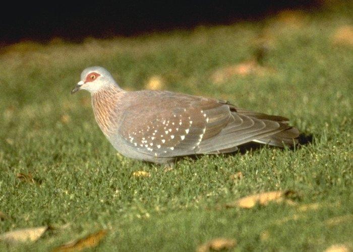 MKramer-rockdove-Speckled Pigeon-on grass.jpg