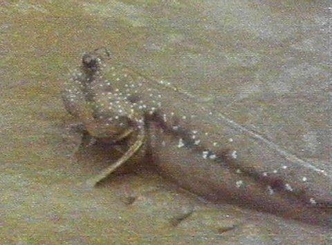 MKramer-sls5-Borneo Mudskipper-on muddy shore.jpg