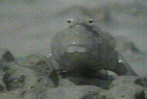 MKramer-slsa1-Asiatic Mudskipper-on muddy shore.jpg