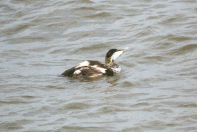 MKramer-young European common eider drake-floating on sea.jpg