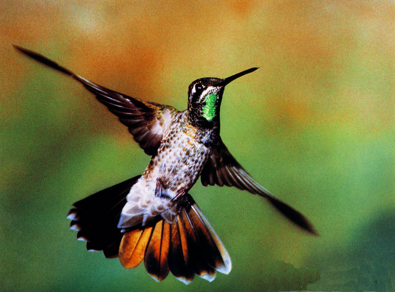 Magnificent 03 Hummingbird-closeup in flight.jpg