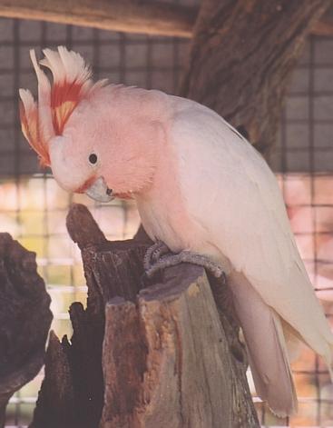 Major Mitchells PinkCockatoo-on log in cage-by Fiona Anderson.jpg
