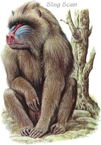 Mandrill72-Baboon-Art by Hermann Fey-Scan by Reiner Richter.jpg