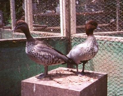 ManedGeese Goose-Australian Woodduck-pair in cage-by Dan Cowell.jpg