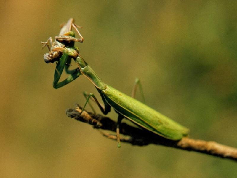 Mantis Eating Grasshopper 8x6-by Marv Harrison.jpg
