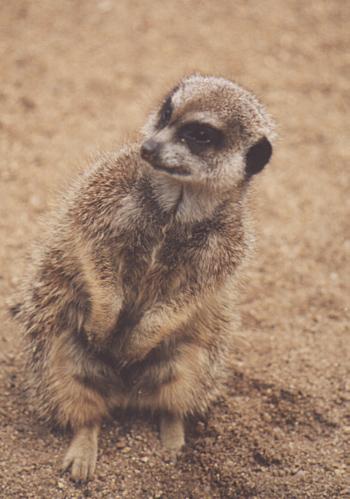 Meerkat03-standing on the ground-by Fiona Anderson.jpg