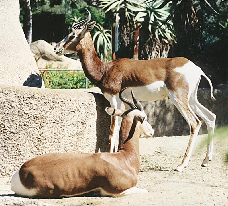 Mhorr Dama Gazelle Antelopes-pair in Zoo-by Ralf Schmode.jpg