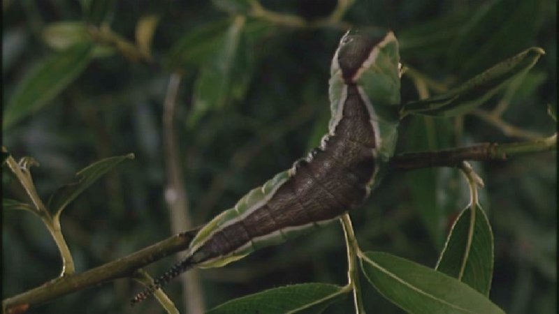 Microcosmos 004-Great Peacock Moth Caterpillar-capture by fask7.jpg