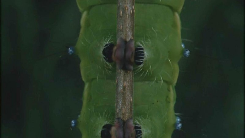Microcosmos 005-Great Peacock Moth Caterpillar-capture by fask7.jpg