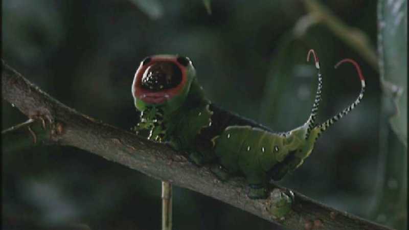 Microcosmos 008-Great Peacock Moth Caterpillar-capture by fask7.jpg
