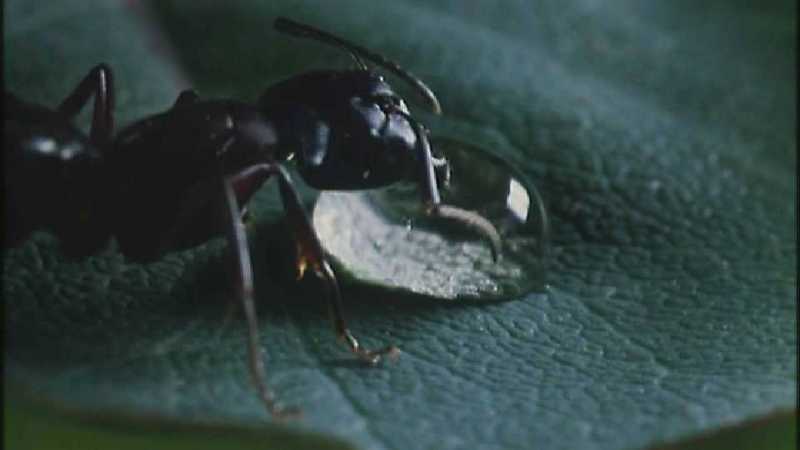 Microcosmos 019-Formicidae  Ants-capture by fask7.jpg
