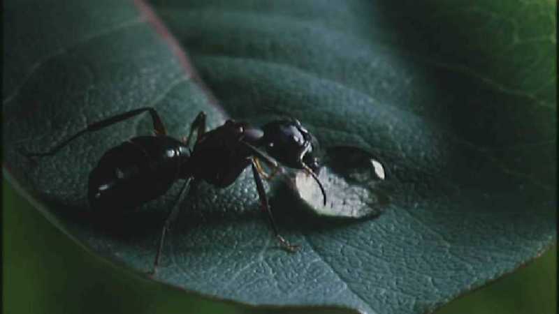 Microcosmos 020-Formicidae  Ants-capture by fask7.jpg