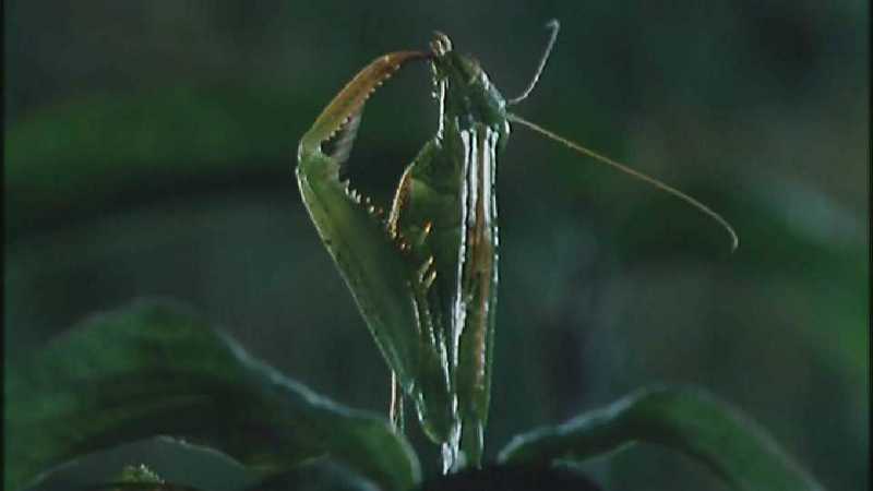 Microcosmos 035-European Mantis-capture by fask7.jpg