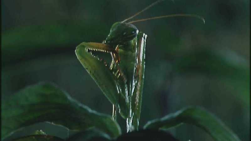 Microcosmos 036-European Mantis-capture by fask7.jpg