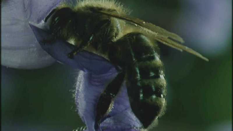 Microcosmos 047-European Honeybee-capture by fask7.jpg