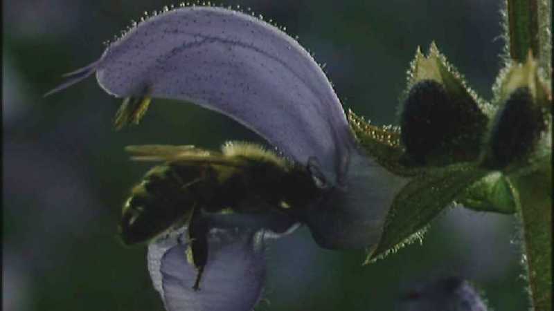 Microcosmos 048-European Honeybee-capture by fask7.jpg