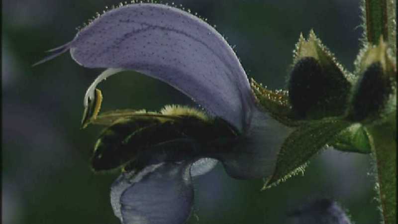 Microcosmos 049-European Honeybee-capture by fask7.jpg