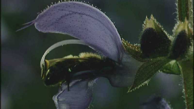 Microcosmos 050-European Honeybee-capture by fask7.jpg