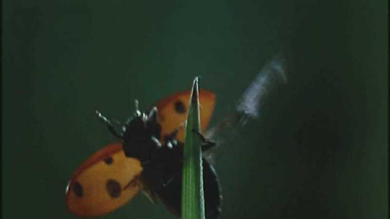 Microcosmos 060-Seven-spotted Ladybug flight-capture by fask7.jpg