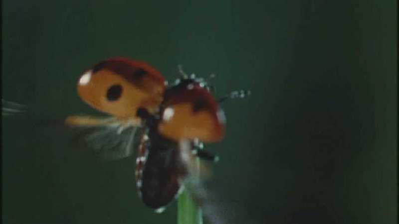 Microcosmos 064-Seven-spotted Ladybug flight-capture by fask7.jpg