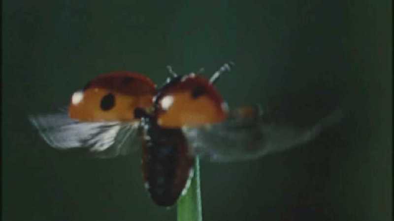 Microcosmos 065-Seven-spotted Ladybug flight-capture by fask7.jpg