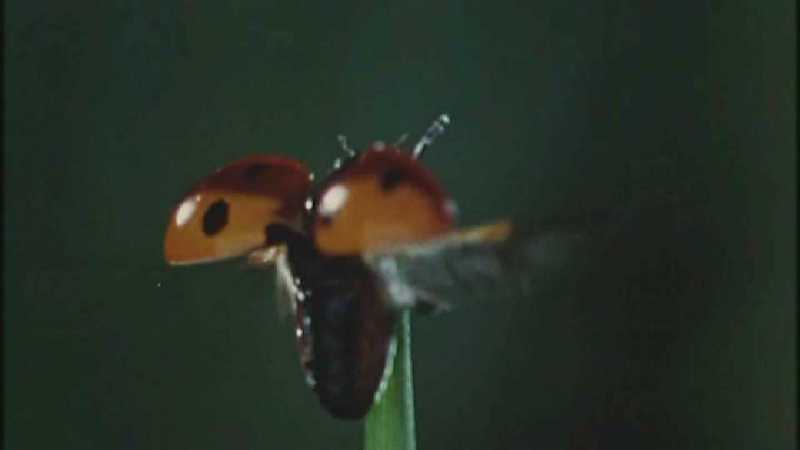 Microcosmos 066-Seven-spotted Ladybug flight-capture by fask7.jpg