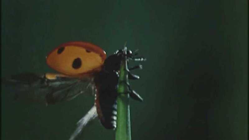 Microcosmos 068-Seven-spotted Ladybug flight-capture by fask7.jpg