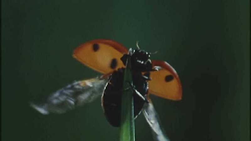 Microcosmos 069-Seven-spotted Ladybug flight-capture by fask7.jpg
