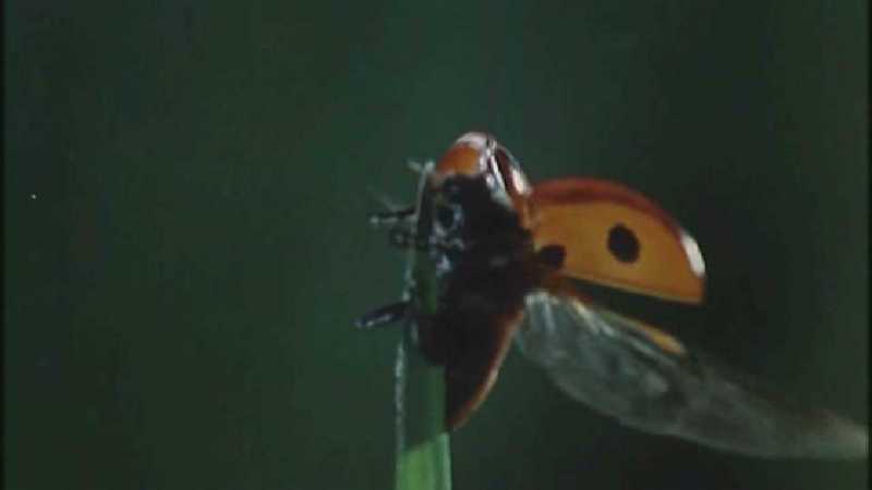 Microcosmos 074-Seven-spotted Ladybug flight-capture by fask7.jpg