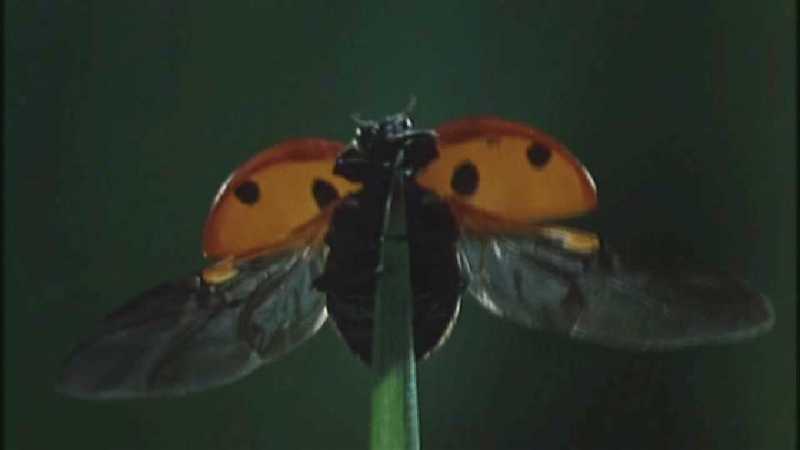 Microcosmos 078-Seven-spotted Ladybug flight-capture by fask7.jpg