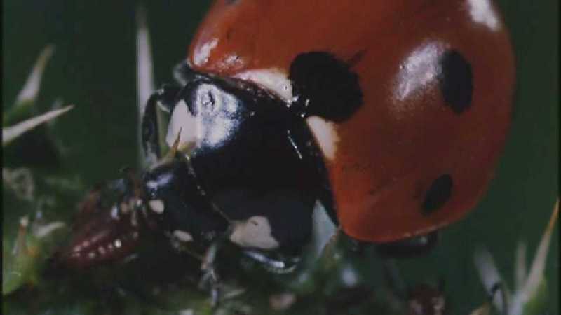 Microcosmos 082-Ladybug Plant Louse n Carpenter Ants-capture by fask7.jpg