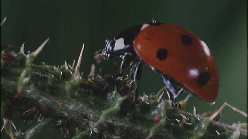 Microcosmos 083-Ladybug Plant Louse n Carpenter Ants-capture by fask7.jpg