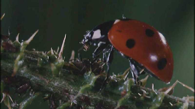 Microcosmos 084-Ladybug Plant Louse n Carpenter Ants-capture by fask7.jpg