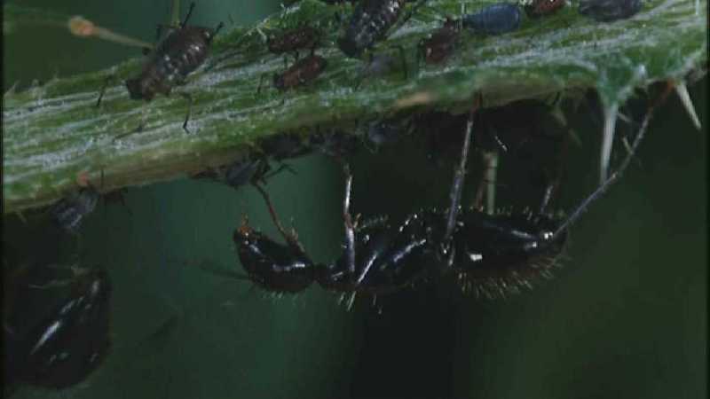 Microcosmos 085-Ladybug Plant Louse n Carpenter Ants-capture by fask7.jpg