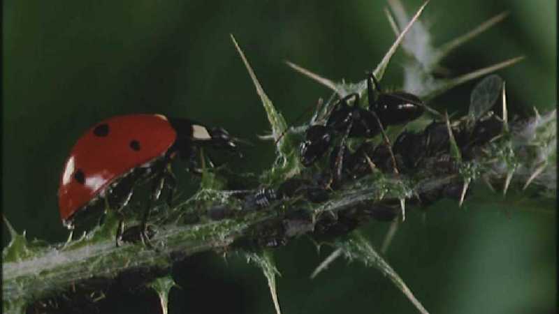 Microcosmos 086-Ladybug Plant Louse n Carpenter Ants-capture by fask7.jpg