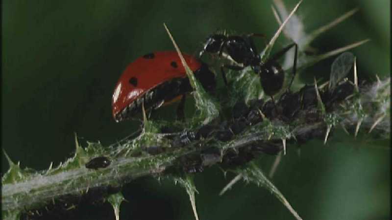 Microcosmos 087-Ladybug Plant Louse n Carpenter Ants-capture by fask7.jpg