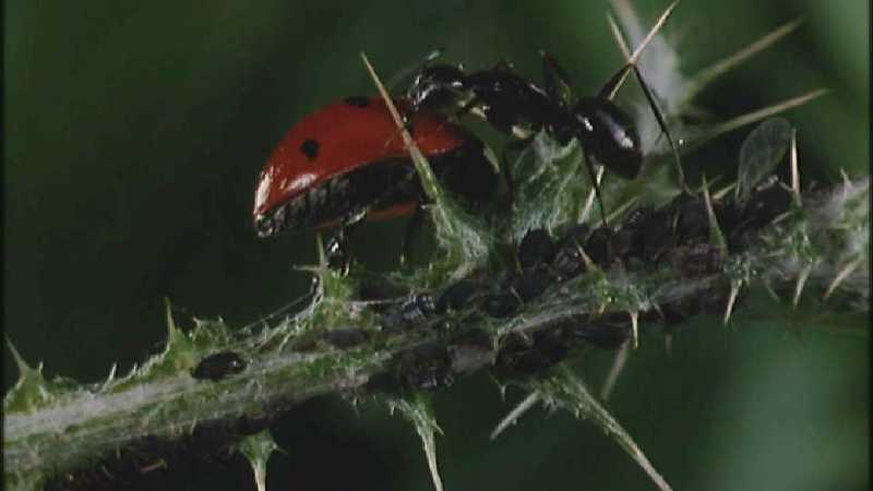 Microcosmos 088-Ladybug Plant Louse n Carpenter Ants-capture by fask7.jpg