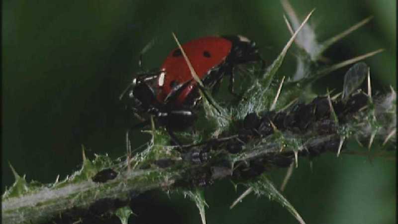 Microcosmos 089-Ladybug Plant Louse n Carpenter Ants-capture by fask7.jpg