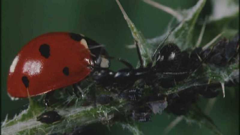 Microcosmos 090-Ladybug Plant Louse n Carpenter Ants-capture by fask7.jpg