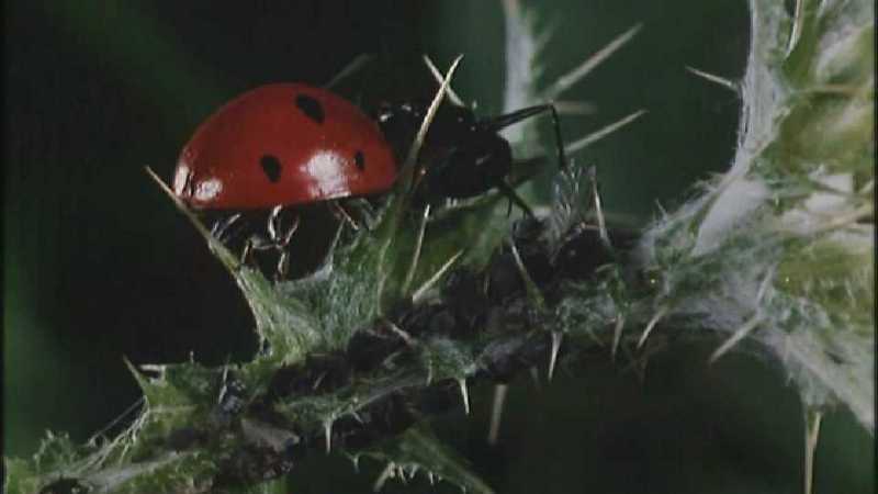 Microcosmos 091-Ladybug Plant Louse n Carpenter Ants-capture by fask7.jpg