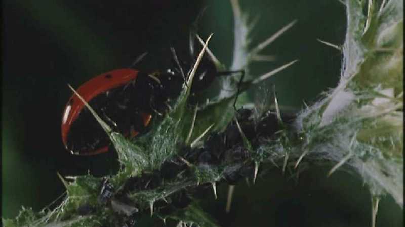 Microcosmos 092-Ladybug Plant Louse n Carpenter Ants-capture by fask7.jpg