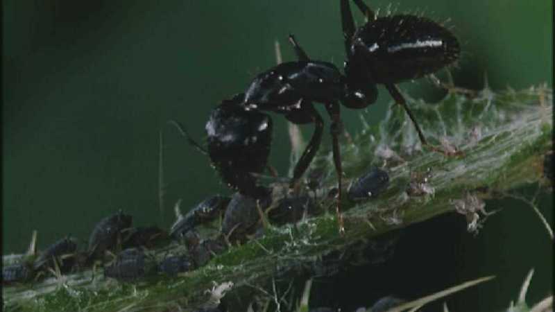 Microcosmos 093-Ladybug Plant Louse n Carpenter Ants-capture by fask7.jpg