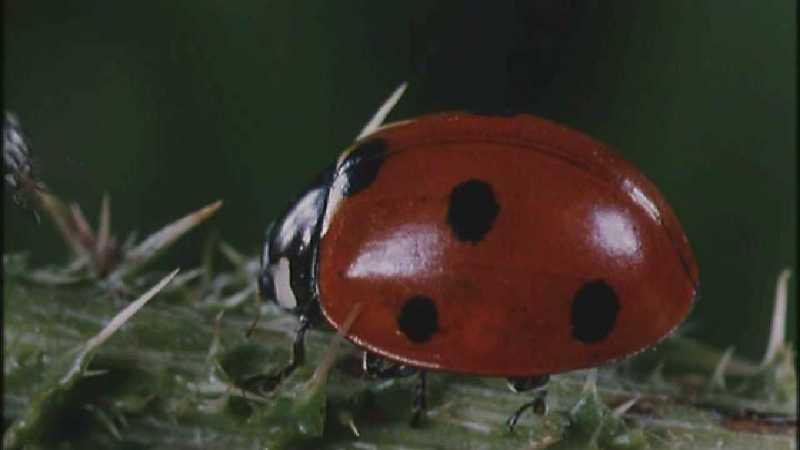 Microcosmos 094-Seven-spotted Ladybirds mating-capture by fask7.jpg