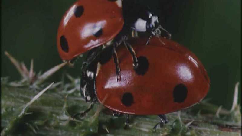 Microcosmos 095-Seven-spotted Ladybirds mating-capture by fask7.jpg