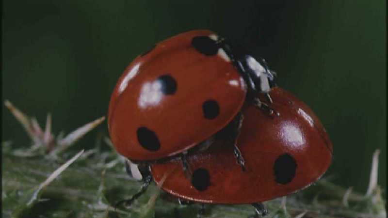 Microcosmos 096-Seven-spotted Ladybirds mating-capture by fask7.jpg