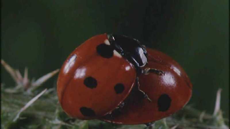 Microcosmos 097-Seven-spotted Ladybirds mating-capture by fask7.jpg
