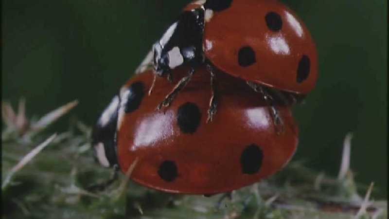 Microcosmos 098-Seven-spotted Ladybirds mating-capture by fask7.jpg