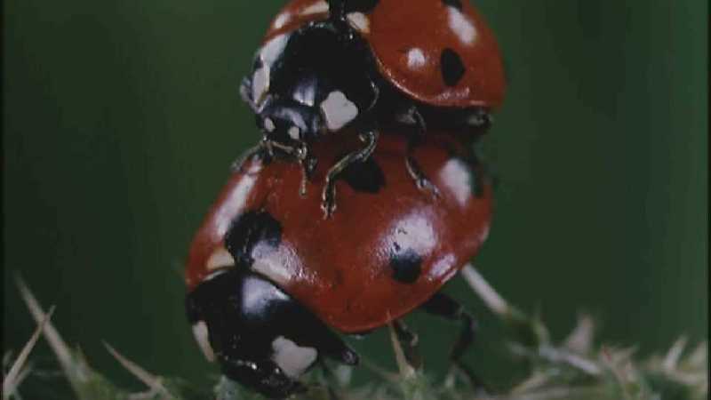 Microcosmos 099-Seven-spotted Ladybirds mating-capture by fask7.jpg