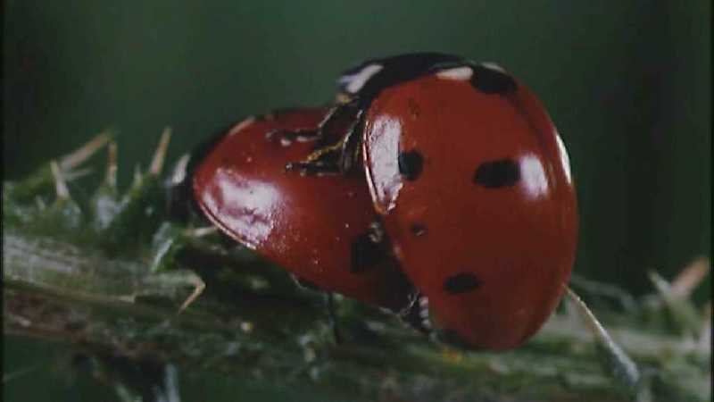 Microcosmos 100-Seven-spotted Ladybirds mating-capture by fask7.jpg