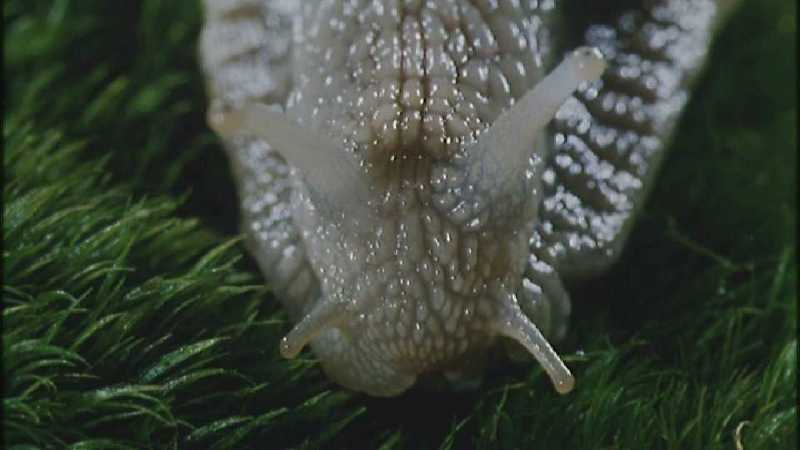 Microcosmos 112-European Garden Snails mating-capture by fask7.jpg
